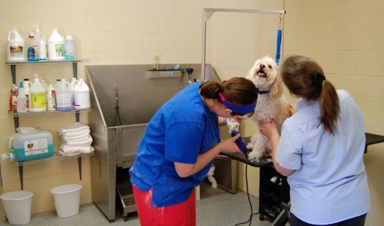 Dog Grooming in Chapel Hill, NC - Country Inn Kennel and Cattery